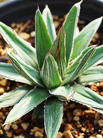 Porcupine Agave