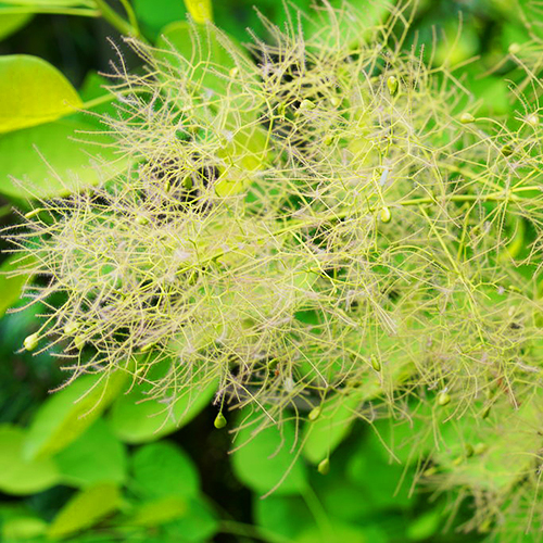 Winecraft Gold Smoke Bush For Sale Online The Tree Center
