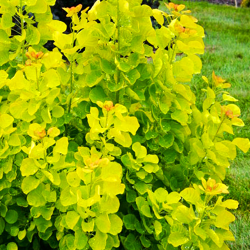 Winecraft Gold Smoke Bush For Sale Online The Tree Center