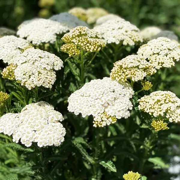 Diamond Firefly Achillea For Sale Online | The Tree Center