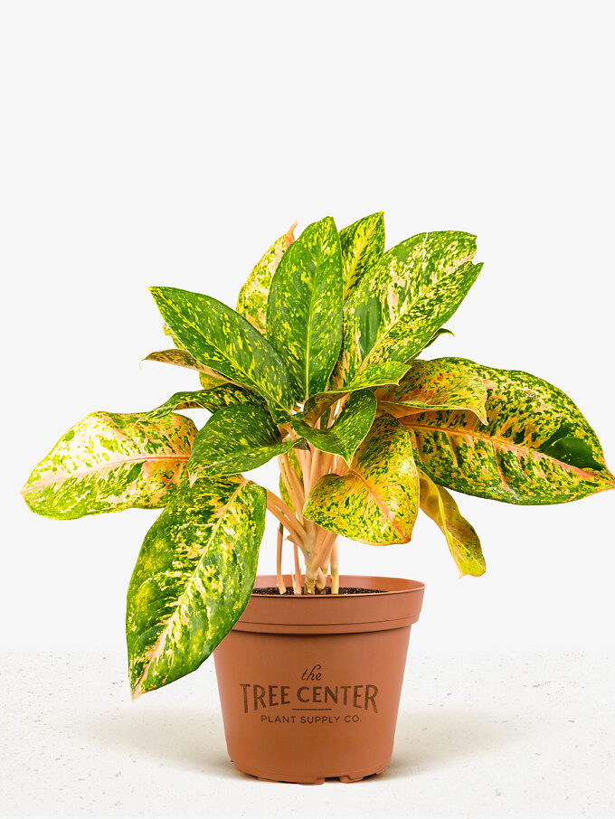 Buy Indoor Plants Buy Houseplants with Free Shipping The Tree Center