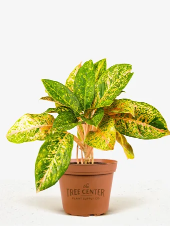 Aglaonema Jazzed Gems™ Dizzy Diamond