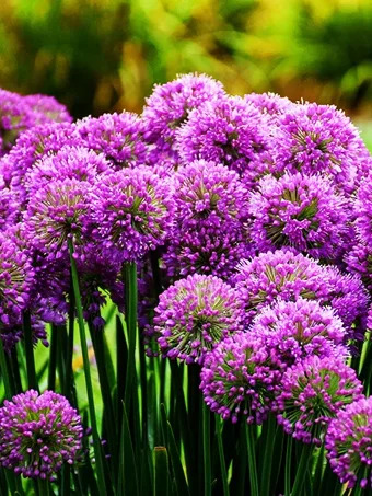 Serendipity Allium