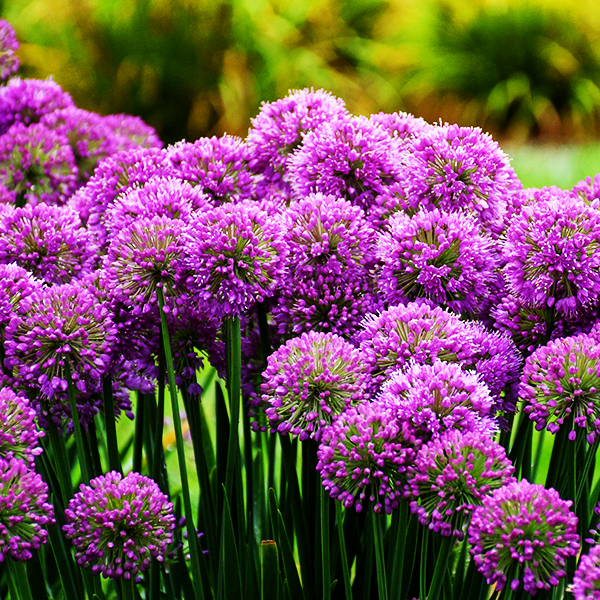 Serendipity Allium For Sale Online The Tree Center