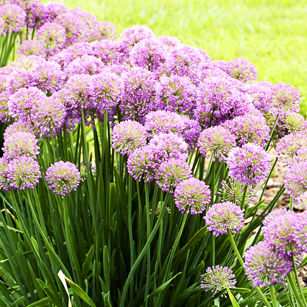 Serendipity Allium For Sale Online The Tree Center