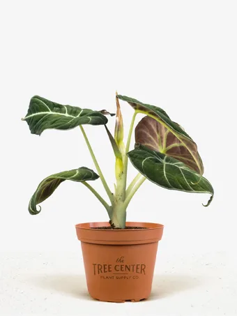 Alocasia Black Velvet