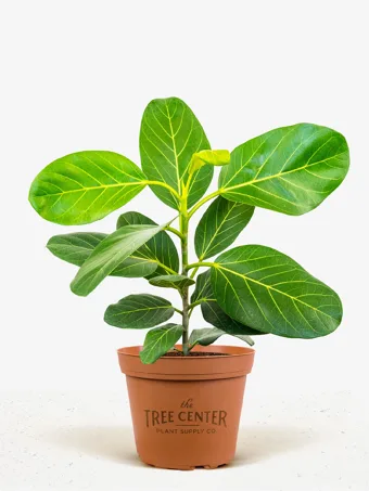 Audrey Ficus Tree