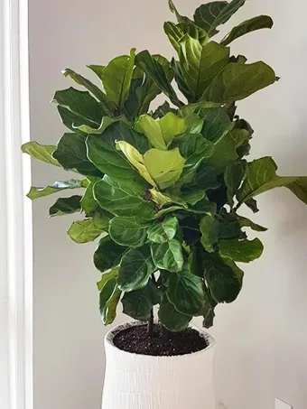 Bambino Fiddle Leaf Fig