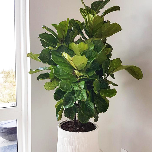Bambino Fiddle Leaf Fig For Sale Online The Tree Center