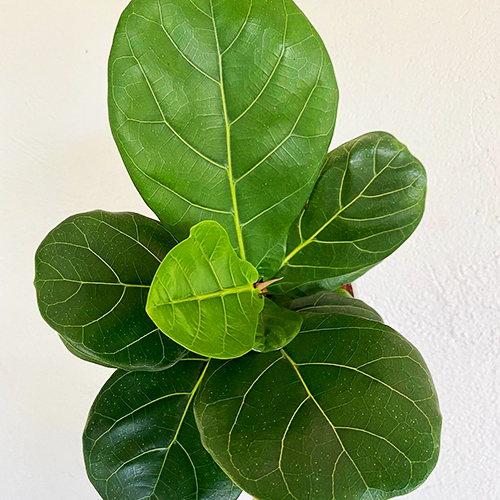 Bambino Fiddle Leaf Fig For Sale Online The Tree Center