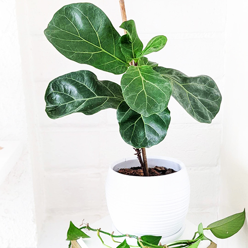 Bambino Fiddle Leaf Fig For Sale Online The Tree Center
