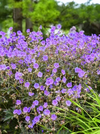 Boom Chocolatta Hardy Geranium