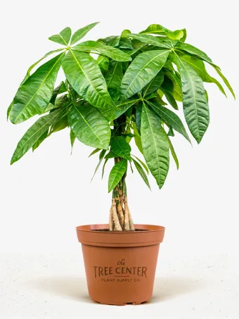 Braided Money Tree