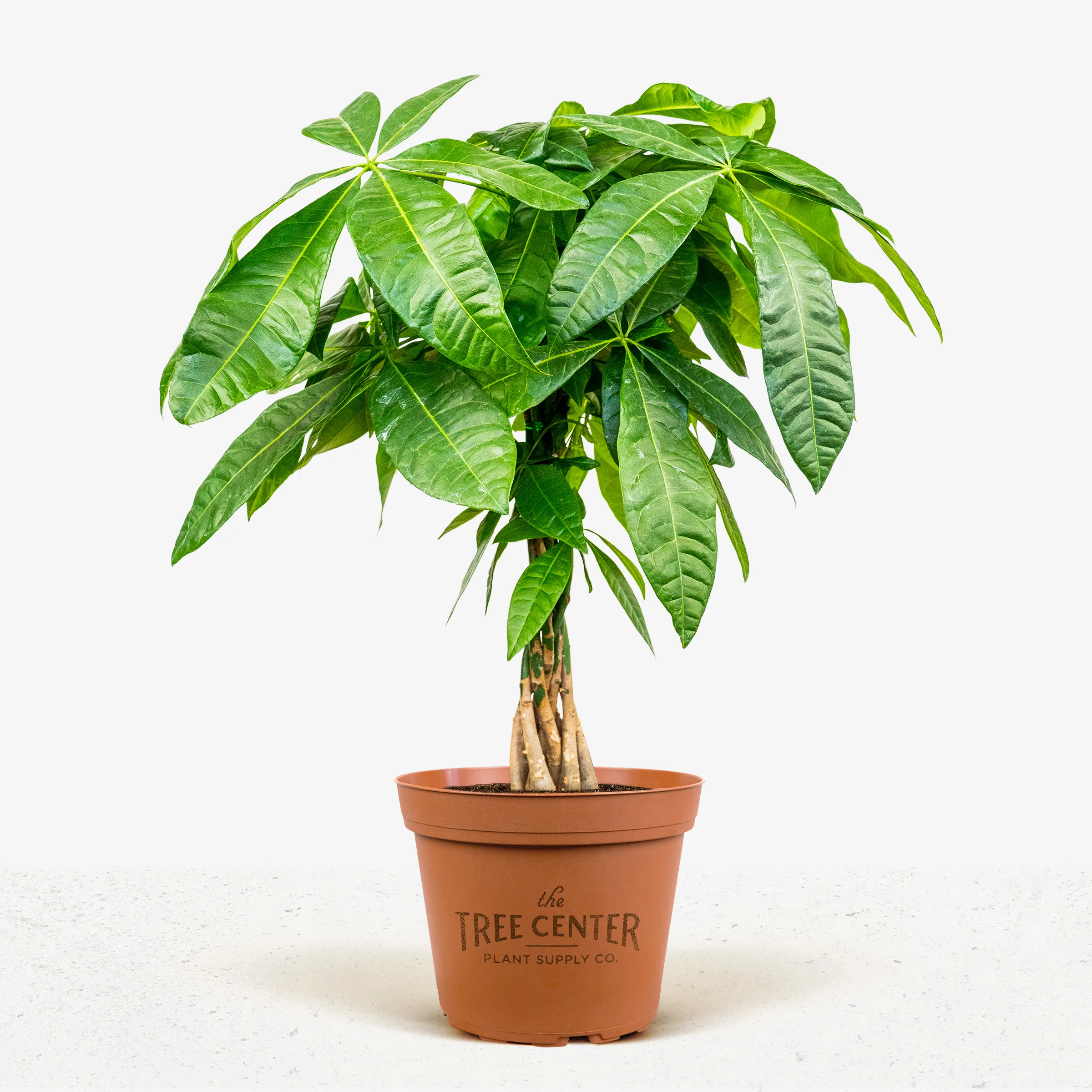 Braided Money Tree For Sale Online The Tree Center