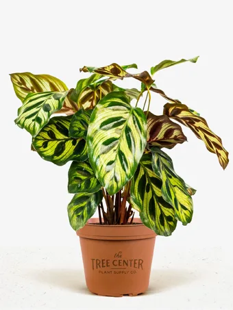 Calathea Peacock