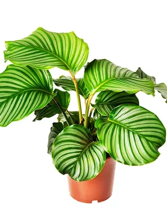 Calathea Prayer Plant