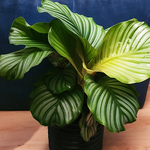 Calathea Prayer Plant For Sale Online The Tree Center