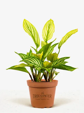 Calathea Vittata