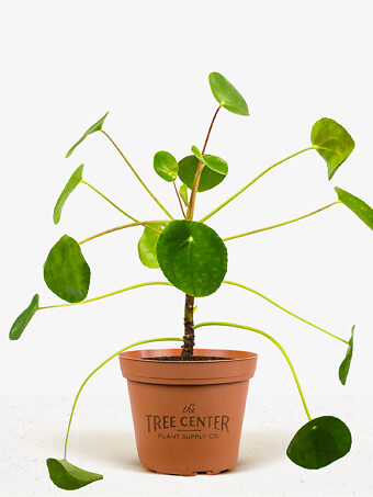 Chinese Money Plant