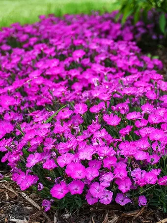 Paint the Town Fuchsia Dianthus