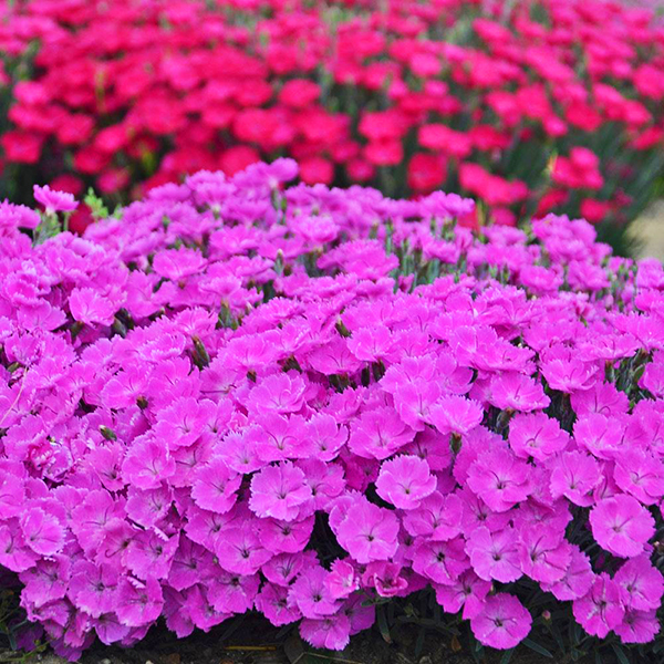 Paint the Town Fuchsia Dianthus For Sale Online The Tree Center