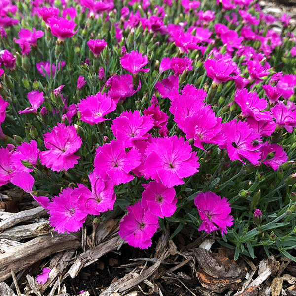 Paint the Town Fuchsia Dianthus For Sale Online The Tree Center