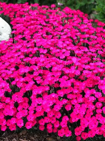 Paint the Town Magenta Dianthus