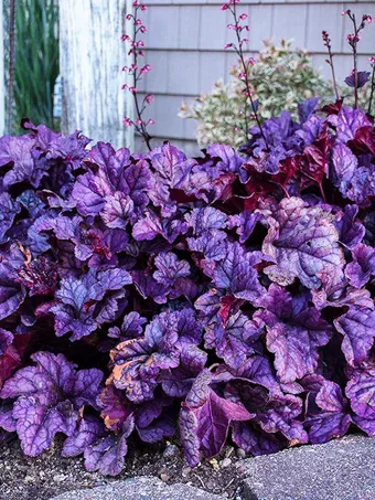 Dolce Wildberry Heuchera