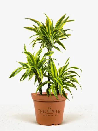 Dracaena Ulises