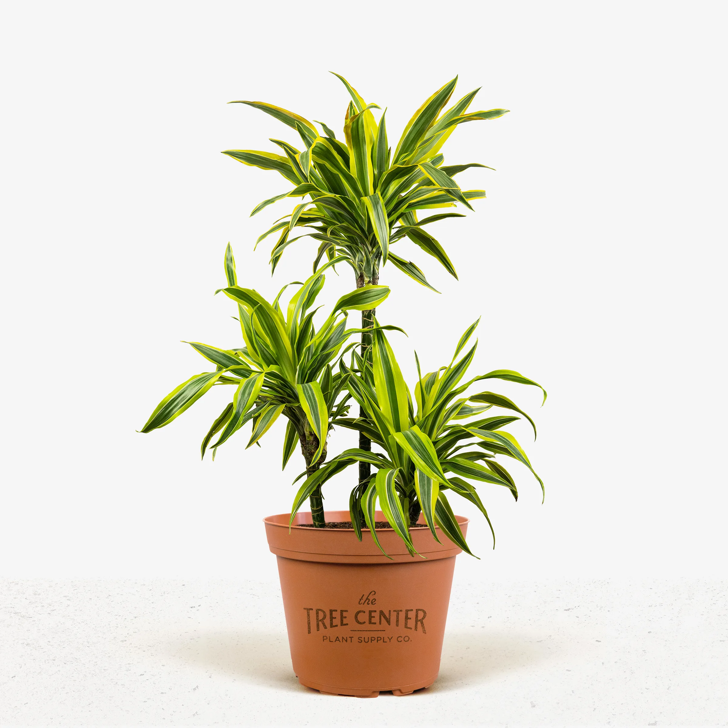 steudneri dracaena Dracaena fragrans Steudneri Zimmerpflanze 55cm 17cm kaufen main image 0