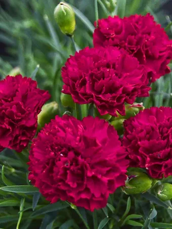 Fruit Punch® Cranberry Cocktail Dianthus