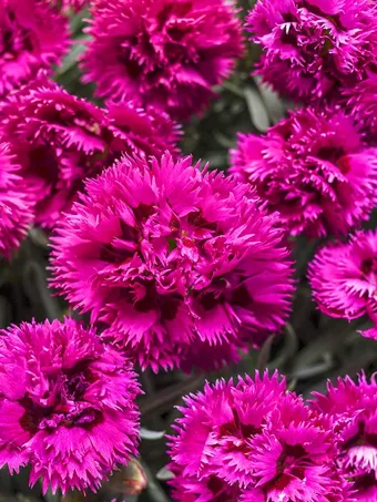 Fruit Punch® Spiked Punch Dianthus