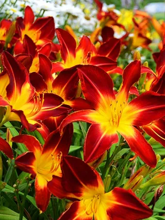 Rainbow Rhythm® Ruby Spider Daylily