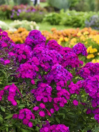 Luminary™ Ultraviolet Phlox