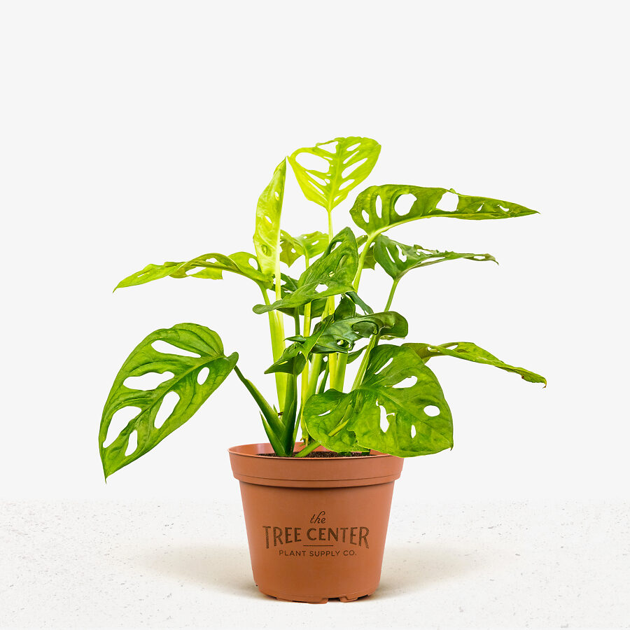Monstera Swiss Cheese Plant For Sale Online The Tree Center