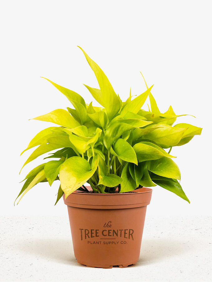 Buy Indoor Plants Buy Houseplants with Free Shipping The Tree Center
