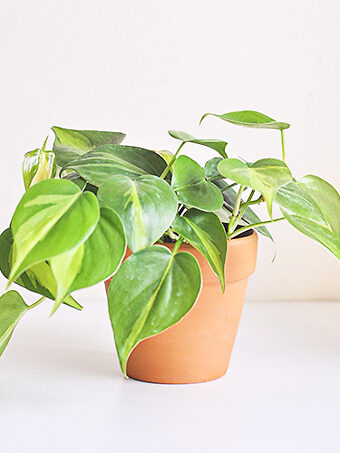 Philodendron Brasil