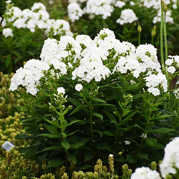 Luminary™ Backlight Phlox For Sale Online The Tree Center