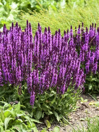 Pink Profusion Salvia