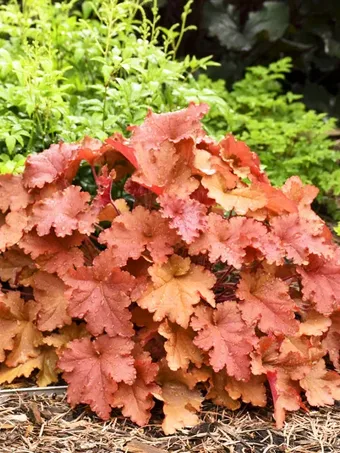 Primo® Peachberry Ice Heuchera