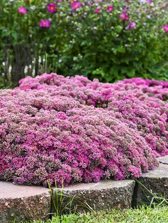 Rock 'N Low™ Popstar Sedum