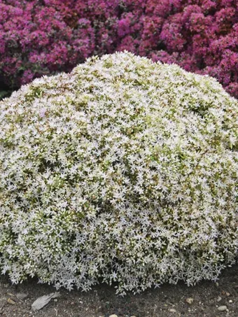 Rock 'N Round™ Bundle of Joy Sedum