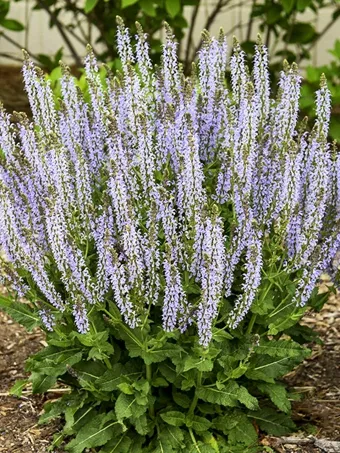 Color Spires® Crystal Blue Salvia