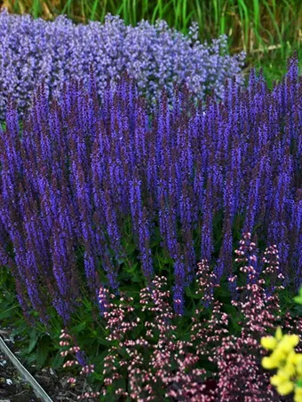 Color Spires® Violet Riot Salvia