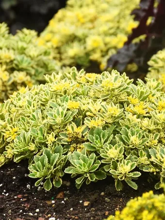 Rock 'N Low™ Boogie Woogie Sedum