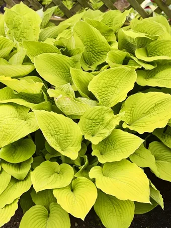 Shadowland® Coast to Coast Hosta