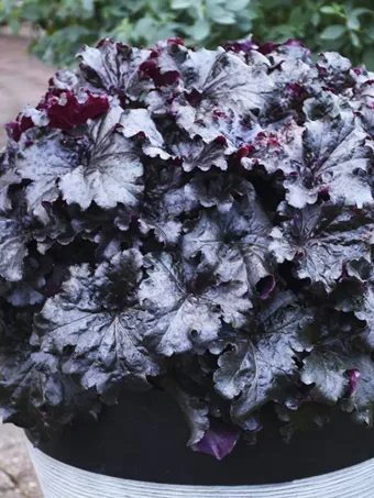 Shadowland® Dressed Up Heuchera