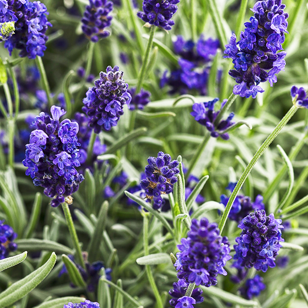 Sweet Romance® Lavender For Sale Online The Tree Center