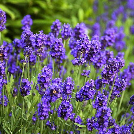Sweet Romance® Lavender For Sale Online | The Tree Center