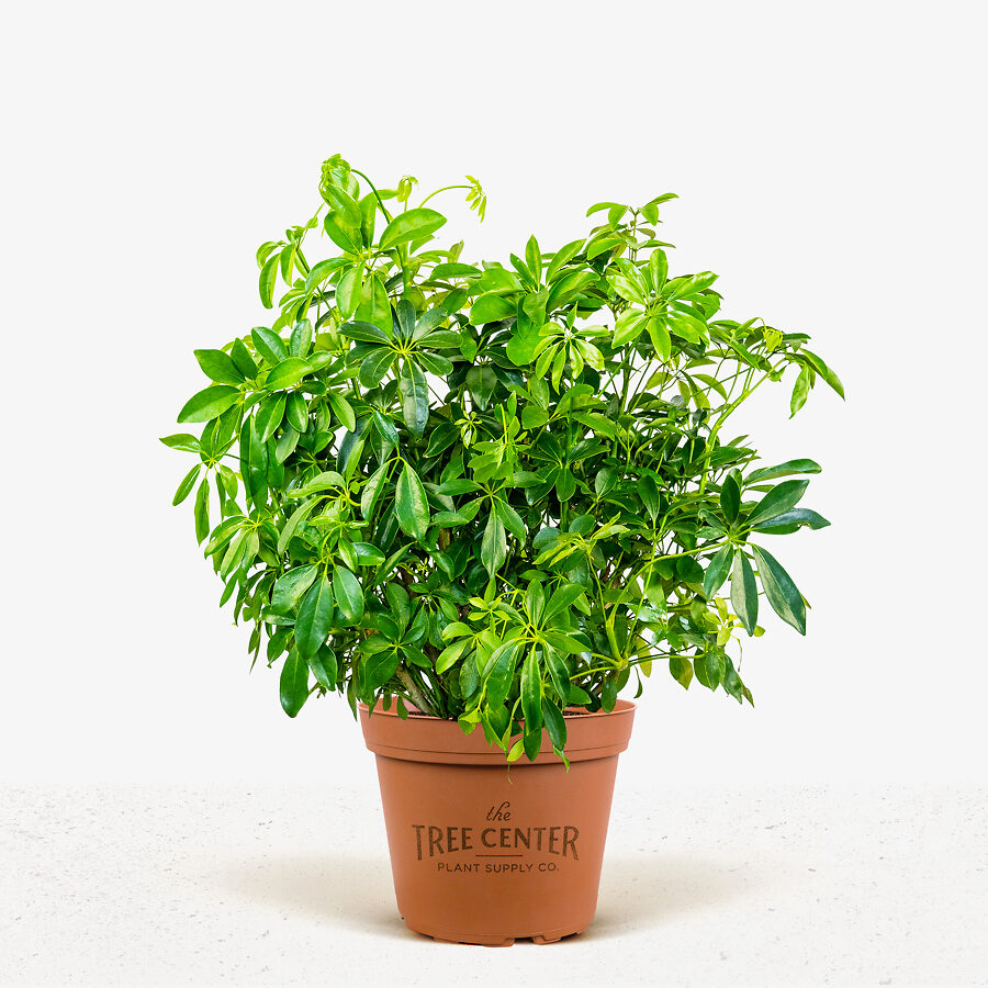 Umbrella Tree For Sale Online The Tree Center